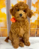 Sandy, a female Goldendoodle for sale in Santa Clara, UT – 6 of 9