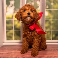 Puff, a female Goldendoodle for sale in Santa Clara, UT – 5 of 8