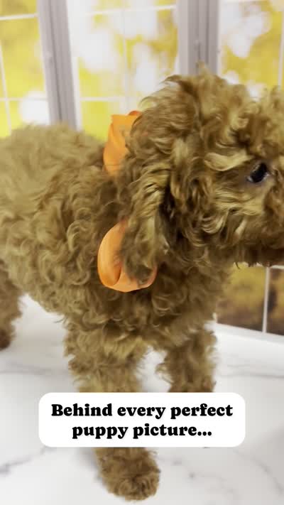 Sandy, a female Goldendoodle for sale in Santa Clara, UT – 9 of 9