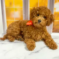 Sandy, a female Goldendoodle for sale in Santa Clara, UT – 2 of 9