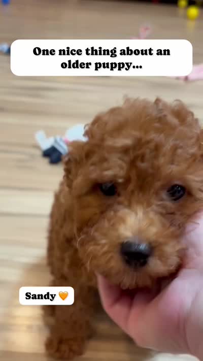 Sandy, a female Goldendoodle for sale in Santa Clara, UT – 8 of 9