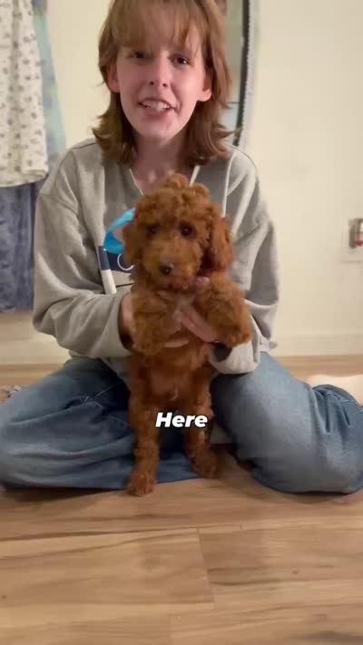     Squidward, a male Goldendoodle for sale in Santa Clara, UT – 7 of 8