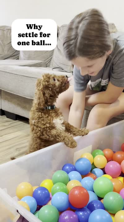    Squidward, a male Goldendoodle for sale in Santa Clara, UT – 8 of 8