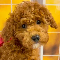 Puff, a female Goldendoodle for sale in Santa Clara, UT – 4 of 8