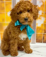     Squidward, a male Goldendoodle for sale in Santa Clara, UT – 2 of 8