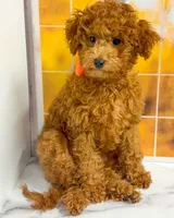 Sandy, a female Goldendoodle for sale in Santa Clara, UT – 3 of 9