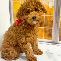 Puff, a female Goldendoodle for sale in Santa Clara, UT – 2 of 8
