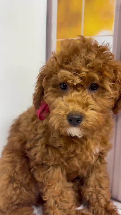 Puff, a female Goldendoodle for sale in Santa Clara, UT – 7 of 8