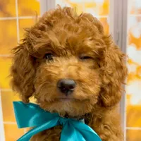     Squidward, a male Goldendoodle for sale in Santa Clara, UT – 5 of 8