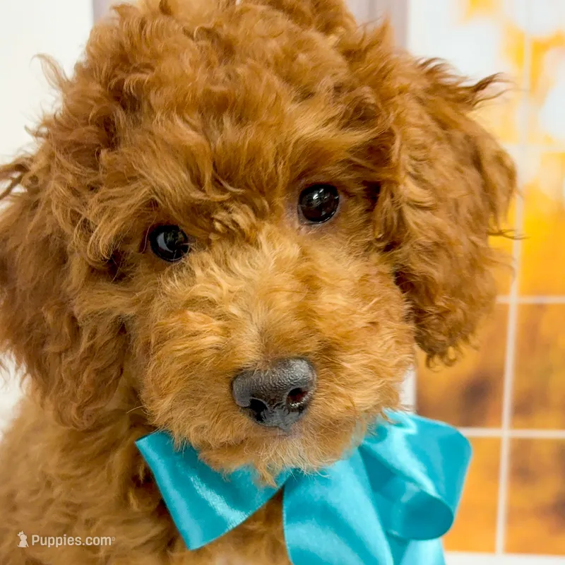     Squidward – Goldendoodle puppy for sale in Santa Clara, UT