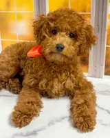 Sandy, a female Goldendoodle for sale in Santa Clara, UT – 5 of 9
