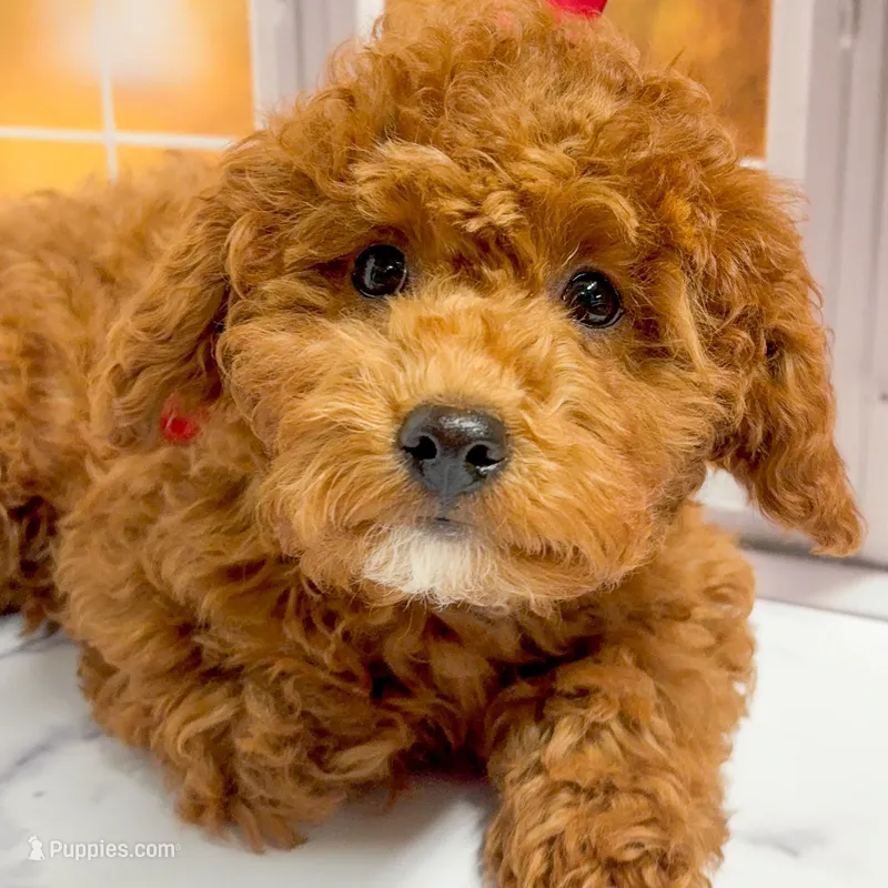 Puff – Goldendoodle puppy for sale in Santa Clara, UT
