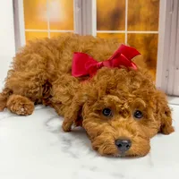 Puff, a female Goldendoodle for sale in Santa Clara, UT – 3 of 8