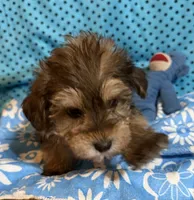 Leon, a male Yorkshire Terrier and Biewer for sale in Jefferson, SC – 2 of 6