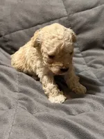 Toby, a male Poodle - Toy  for sale in Jefferson, SC – 5 of 10