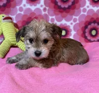 Lily, a female Yorkshire Terrier and Biewer for sale in Jefferson, SC – 2 of 5