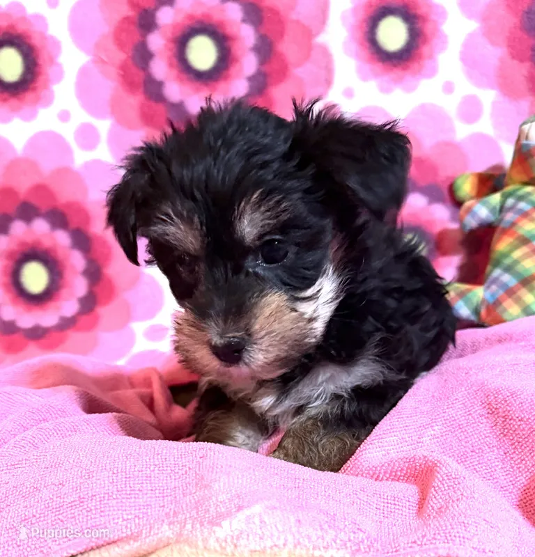 Lola – Yorkshire Terrier, Biewer puppy for sale in Jefferson, SC
