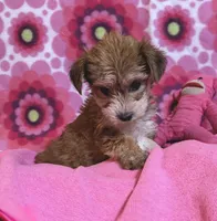 Lulu, a female Yorkshire Terrier and Biewer for sale in Jefferson, SC – 1 of 4