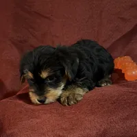 Henry, a male Yorkshire Terrier and Biewer for sale in Jefferson, SC – Photo 3 of 3