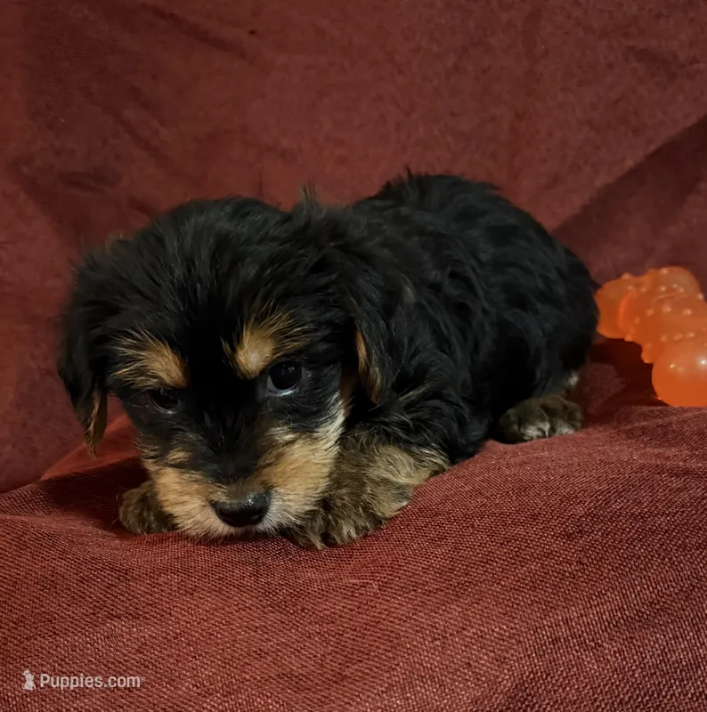 Henry – Yorkshire Terrier, Biewer puppy for sale in Jefferson, SC