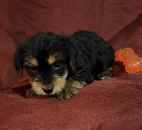 Henry, a male Yorkshire Terrier and Biewer for sale in Jefferson, SC – Photo 2 of 3