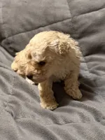 Toby, a male Poodle - Toy  for sale in Jefferson, SC – 9 of 10