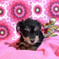 Lola, a female Yorkshire Terrier and Biewer for sale in Jefferson, SC – 2 of 4