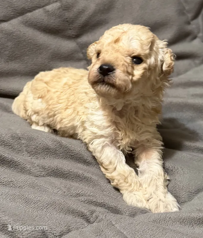 Toby – Poodle - Toy  puppy for sale in Jefferson, SC