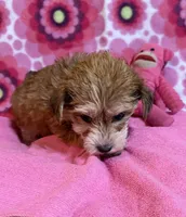 Lulu, a female Yorkshire Terrier and Biewer for sale in Jefferson, SC – 2 of 4