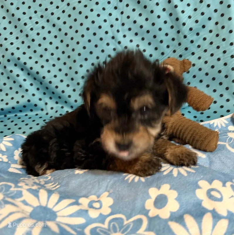 Leo – Yorkshire Terrier, Biewer puppy for sale in Jefferson, SC