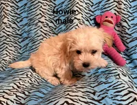 Howie, a male Biewer and Morkie for sale in Jefferson, SC – 4 of 4
