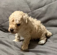 Toby, a male Poodle - Toy  for sale in Jefferson, SC – 7 of 10