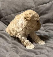 Toby, a male Poodle - Toy  for sale in Jefferson, SC – 4 of 10