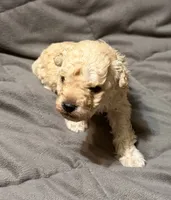 Toby, a male Poodle - Toy  for sale in Jefferson, SC – 2 of 10