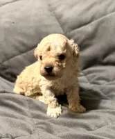 Toby, a male Poodle - Toy  for sale in Jefferson, SC – 6 of 10