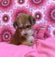 Lulu, a female Yorkshire Terrier and Biewer for sale in Jefferson, SC – 3 of 4