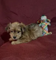 Freddie, a male Yorkshire Terrier and Biewer for sale in Jefferson, SC – Photo 4 of 4
