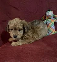 Freddie, a male Yorkshire Terrier and Biewer for sale in Jefferson, SC – Photo 2 of 4