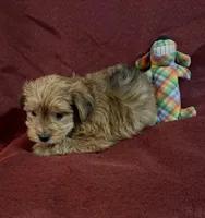 Freddie, a male Yorkshire Terrier and Biewer for sale in Jefferson, SC – Photo 3 of 4