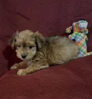 Freddie, a male Yorkshire Terrier and Biewer for sale in Jefferson, SC – Photo 1 of 4