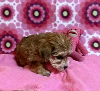 Lulu, a female Yorkshire Terrier and Biewer for sale in Jefferson, SC – 4 of 4