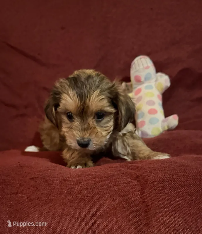Frankie – Yorkshire Terrier, Biewer puppy for sale in Jefferson, SC