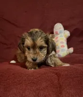Frankie, a male Yorkshire Terrier and Biewer for sale in Jefferson, SC – Photo 1 of 4