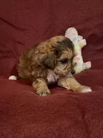 Frankie, a male Yorkshire Terrier and Biewer for sale in Jefferson, SC – Photo 4 of 4