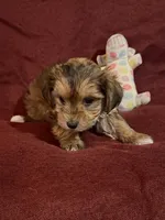 Frankie, a male Yorkshire Terrier and Biewer for sale in Jefferson, SC – Photo 3 of 4