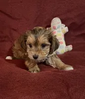 Frankie, a male Yorkshire Terrier and Biewer for sale in Jefferson, SC – Photo 2 of 4