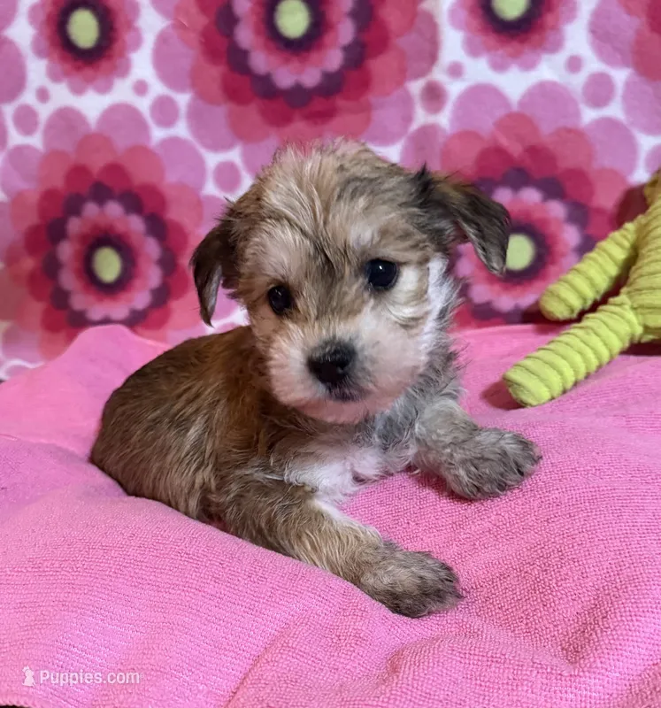 Lily – Yorkshire Terrier, Biewer puppy for sale in Jefferson, SC