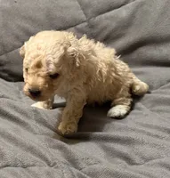 Toby, a male Poodle - Toy  for sale in Jefferson, SC – 10 of 10