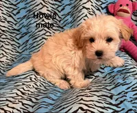 Huey, a male Biewer and Morkie for sale in Jefferson, SC – 1 of 4