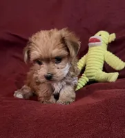 Elsie, a female Yorkshire Terrier and Biewer for sale in Jefferson, SC – Photo 2 of 4